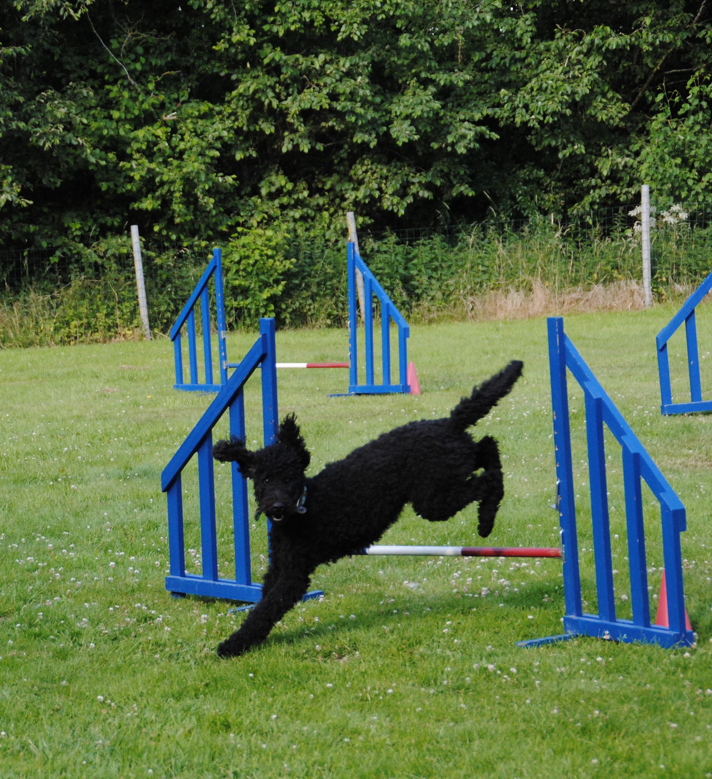 Agility Team Eifel – Hundetraining
